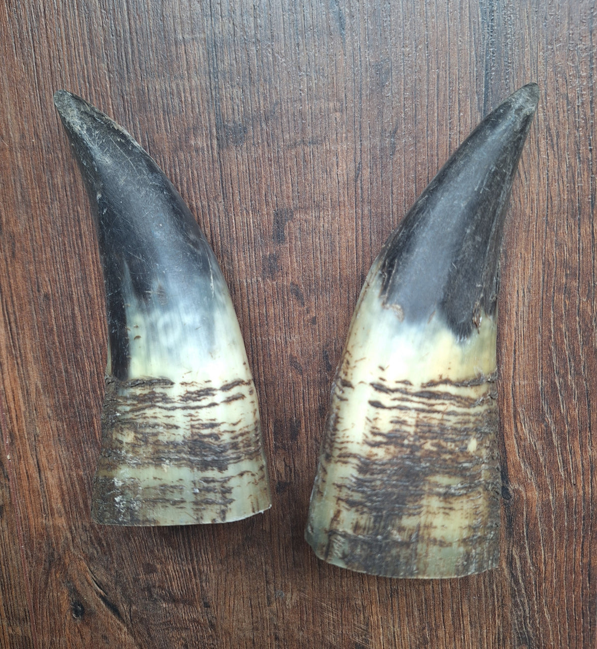 Cow horn set