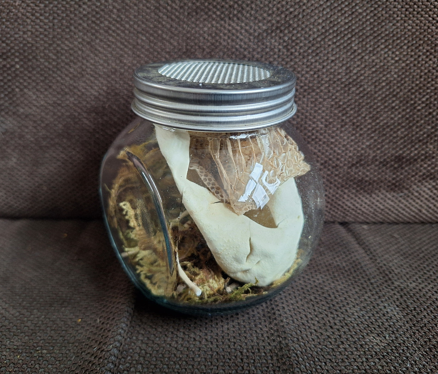 Snake set in glass jar