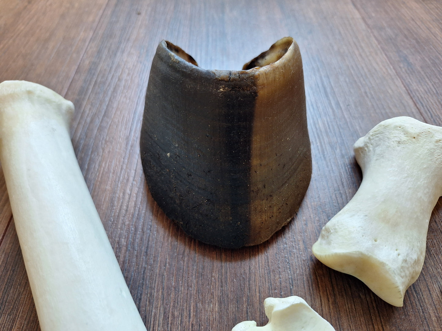 Horse lower leg bone set