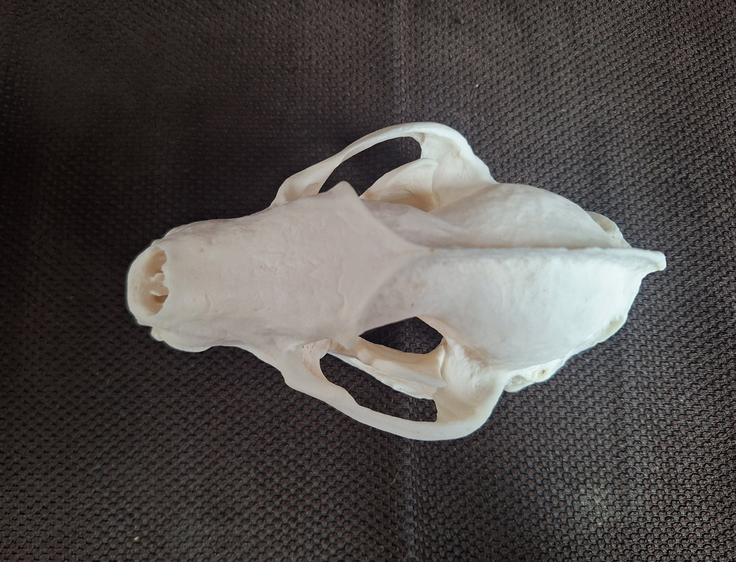 Badger skull #6