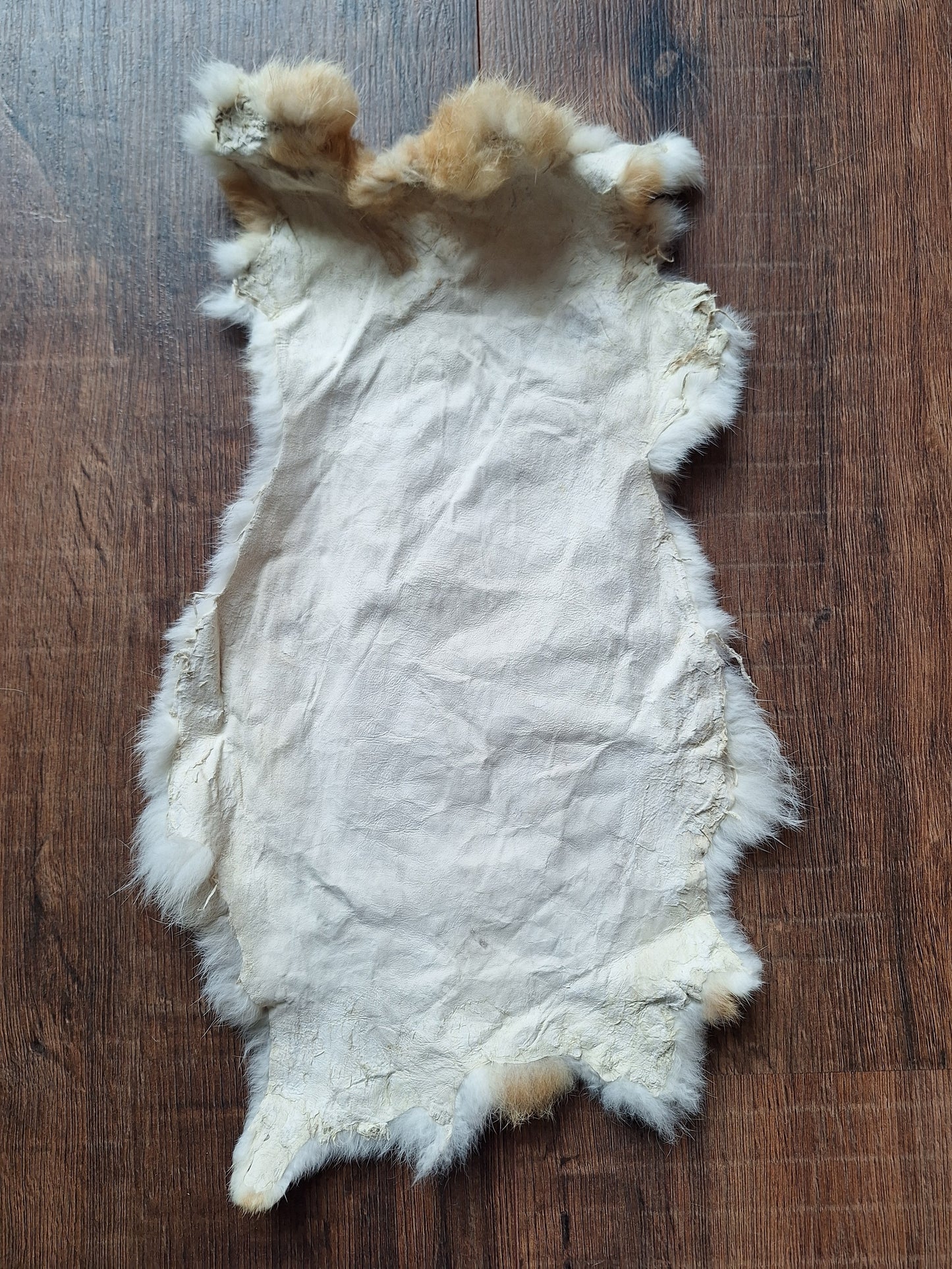 Rabbit hide #9