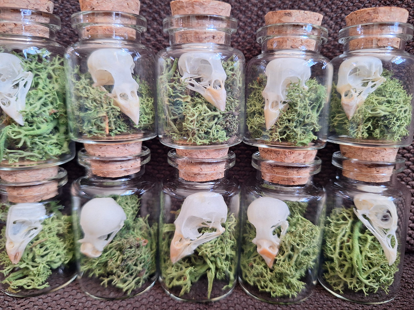 Parakeet skull bottle