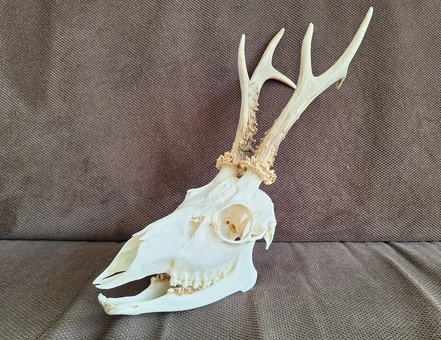 Roe buck skull #4