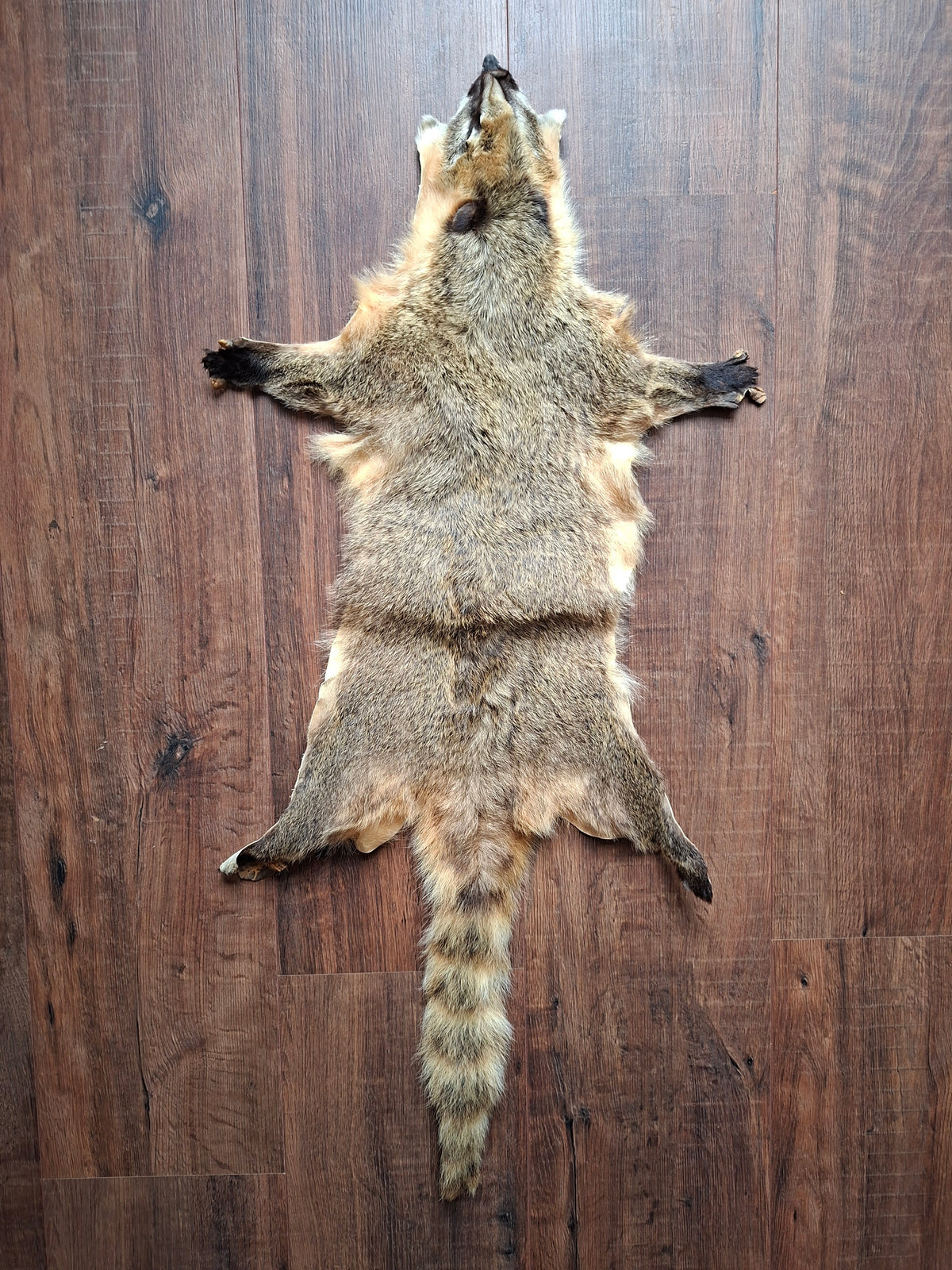 Coati hide