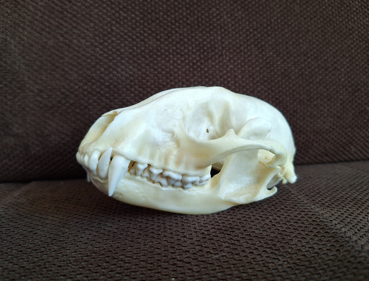Raccoon skull #2