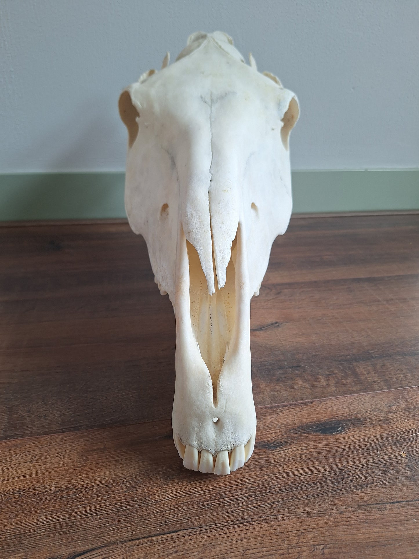 Horse skull