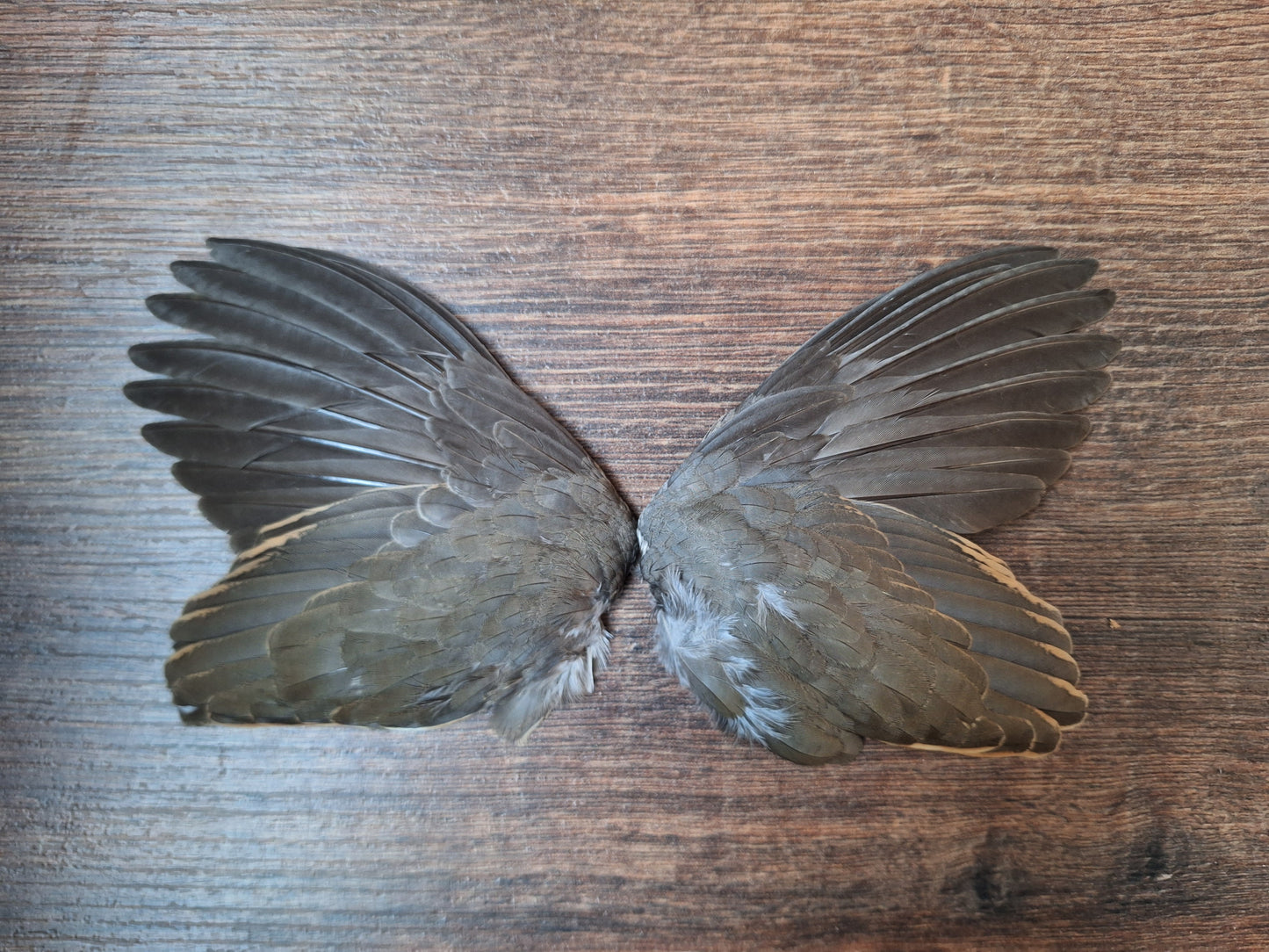 Quail set of wings