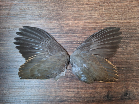 Quail set of wings
