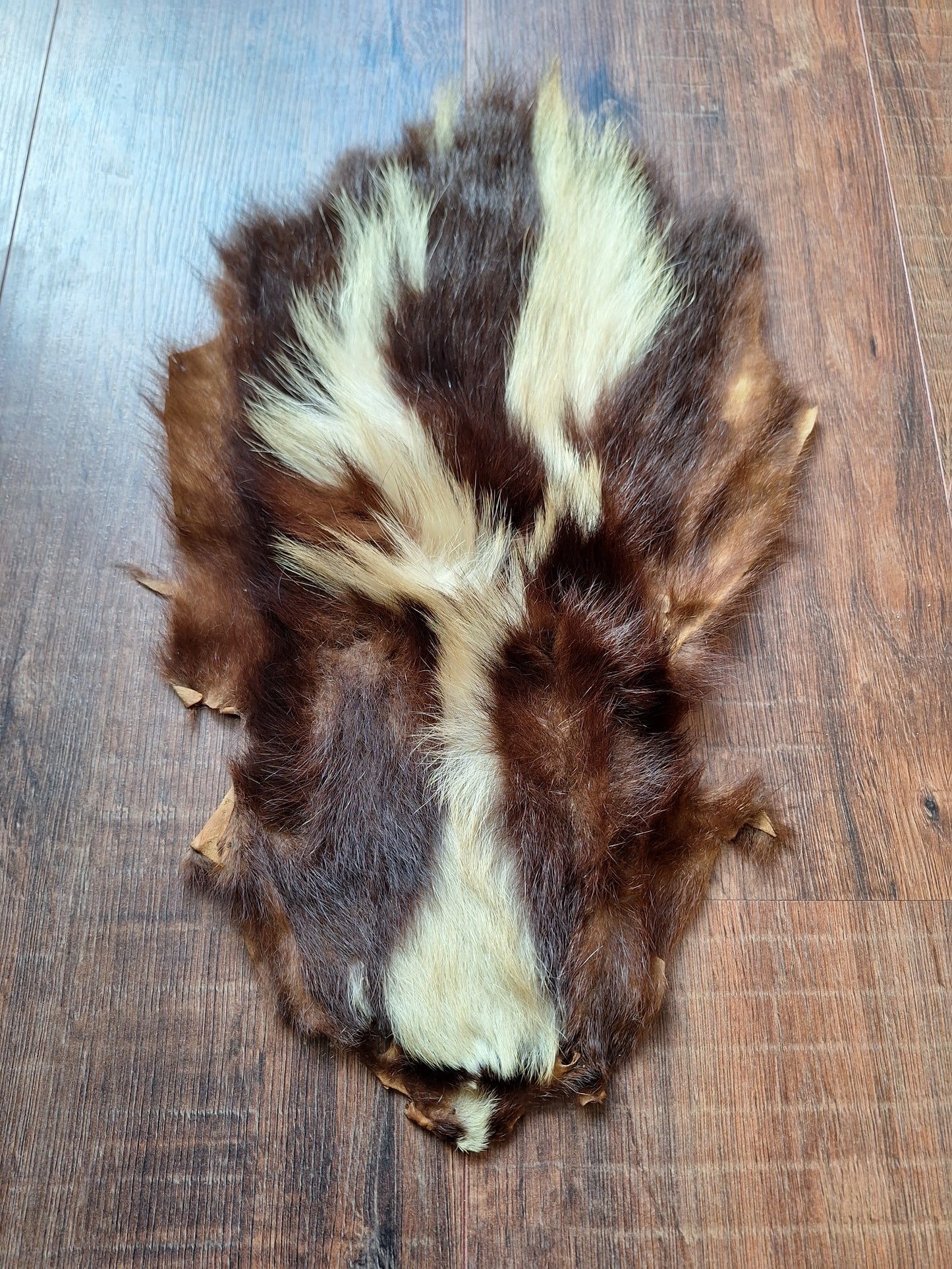 Skunk hide #5
