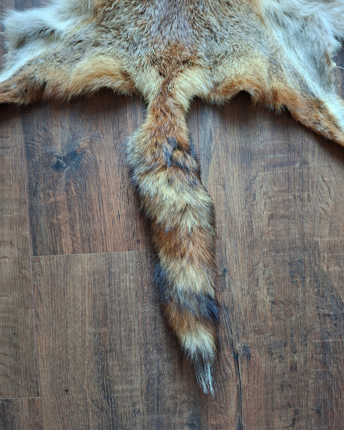 Red fox hide #33, B-quality