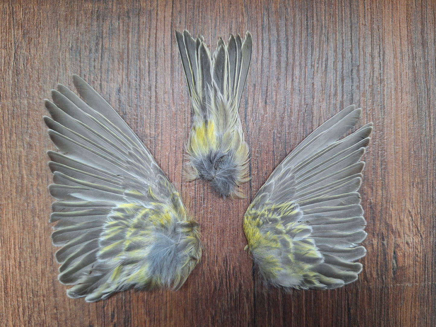 Canary set of wings and tail