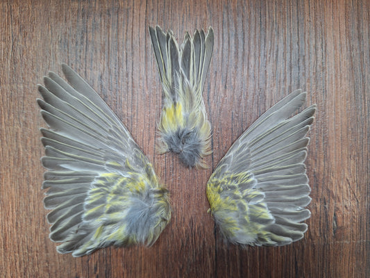 Canary set of wings and tail