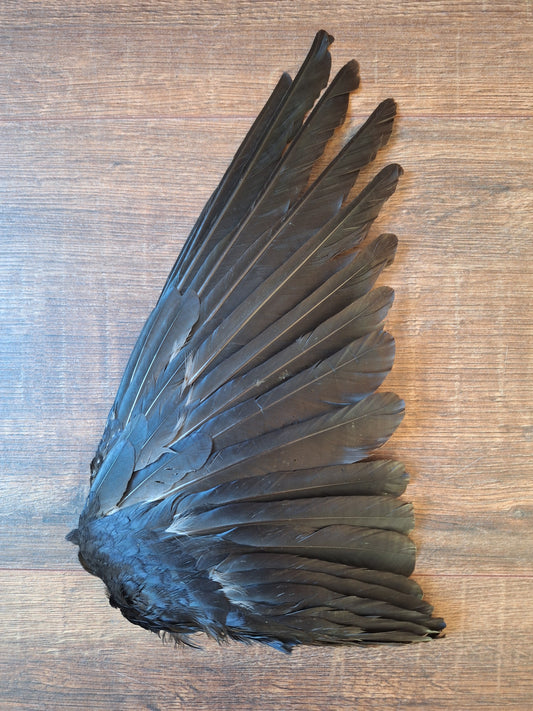 Crow single wing #35