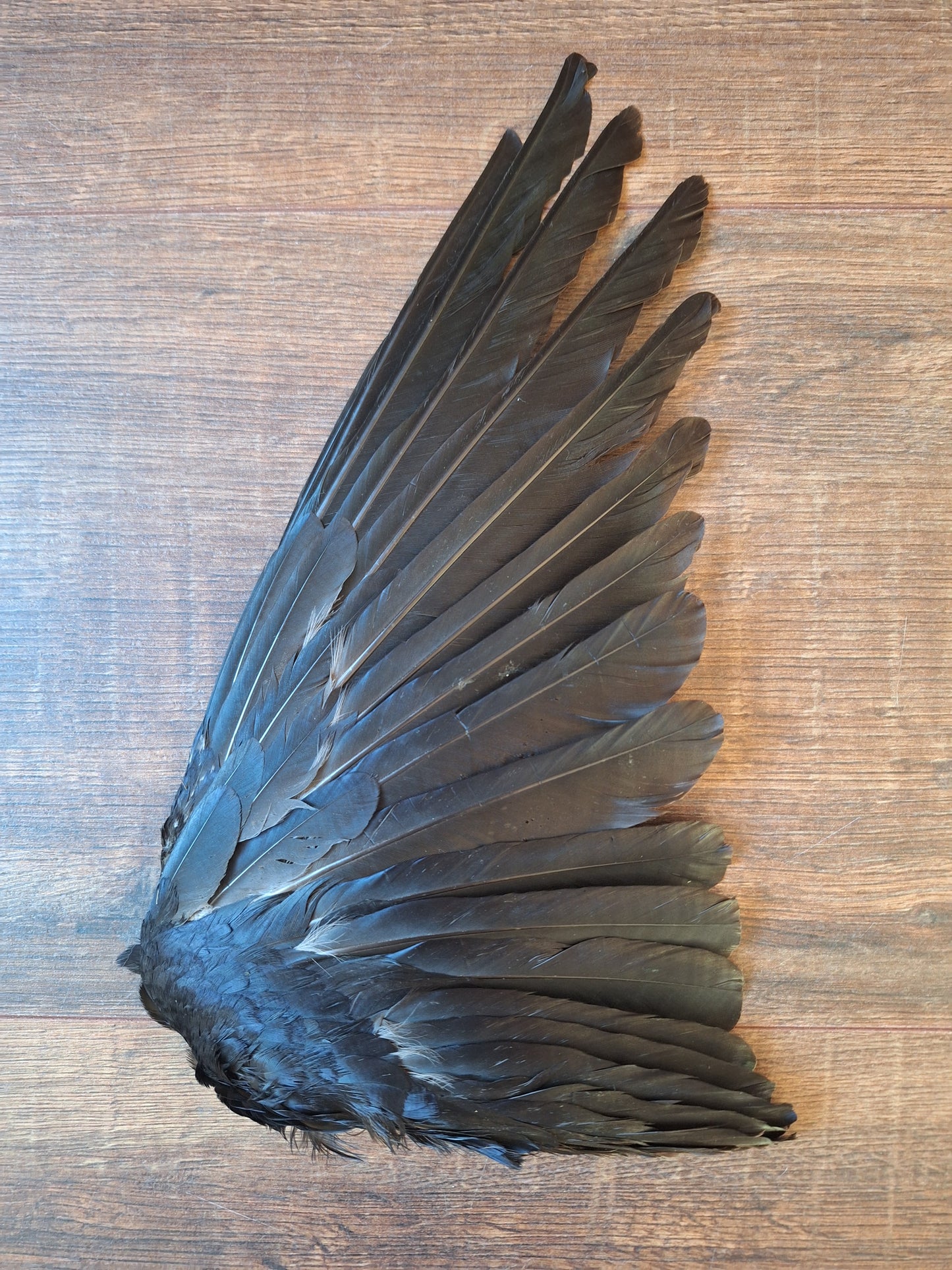 Crow single wing #35
