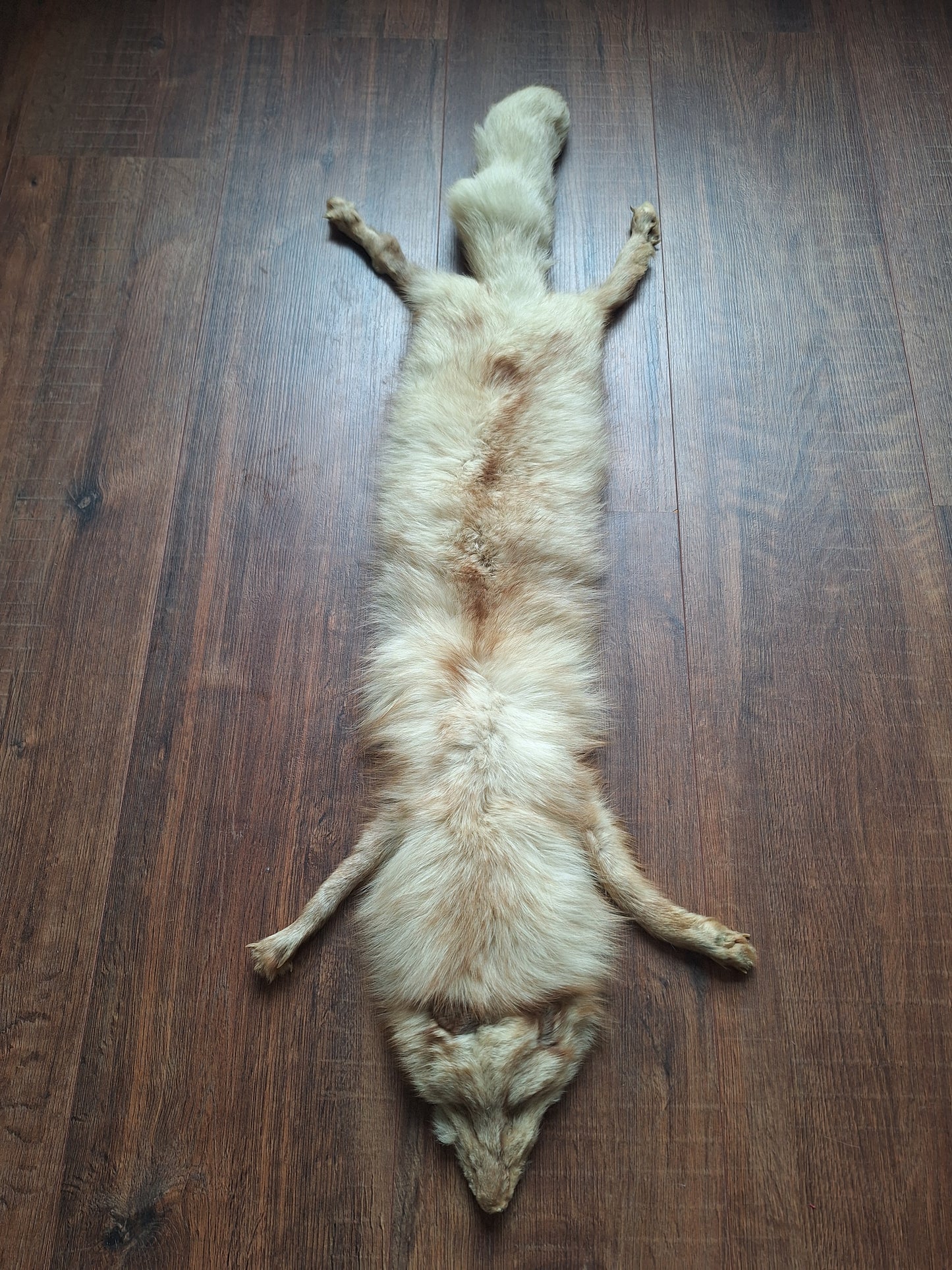Red fox hide, light color mutation