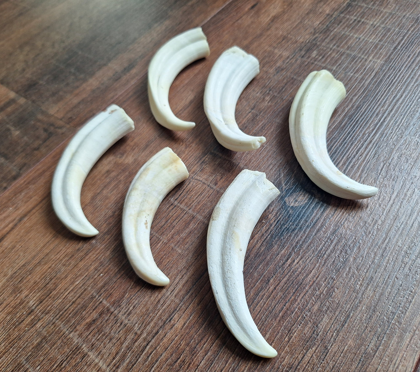 Wart hog tusks