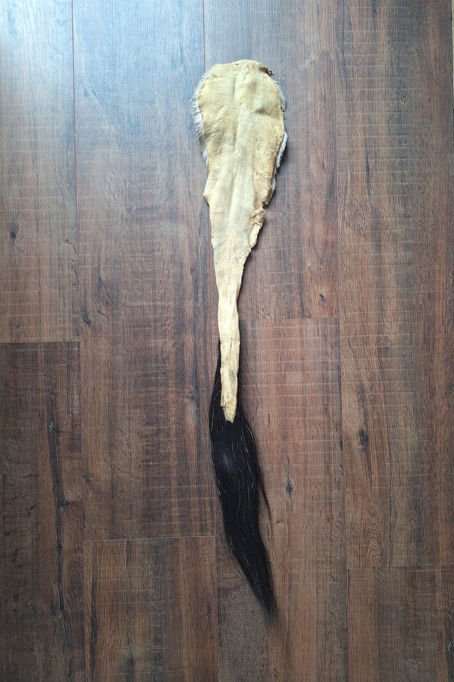 Gemsbok tail