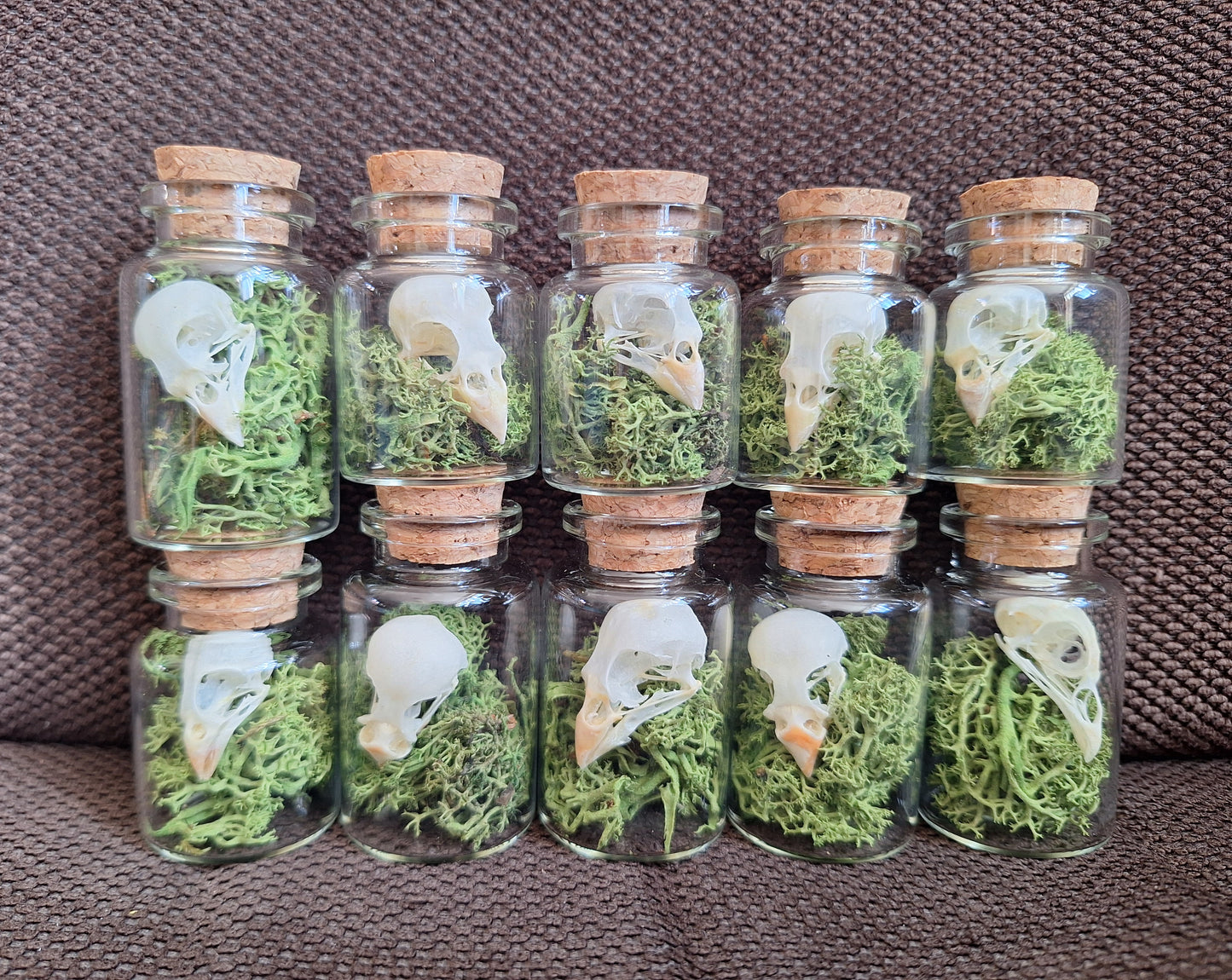 Parakeet skull bottle