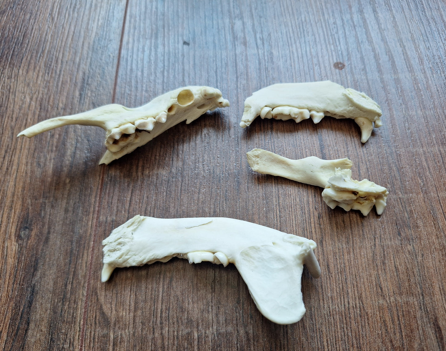 Badger jaw pieces, B-quality