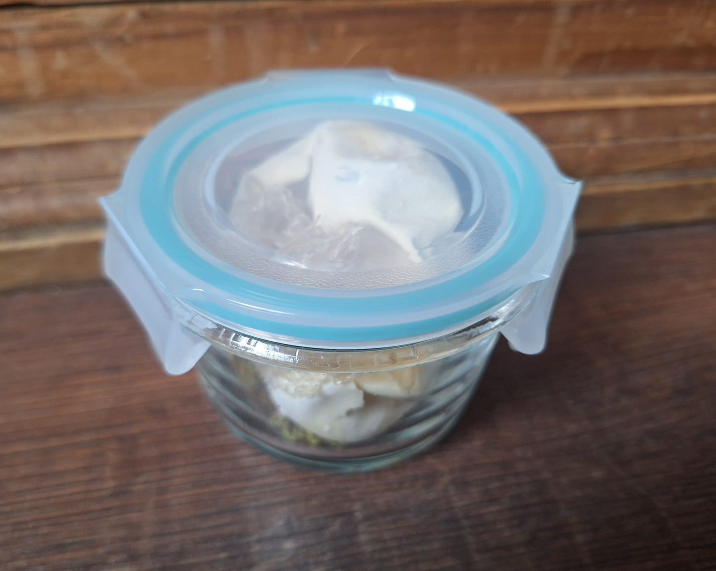 Snake set in glass jar