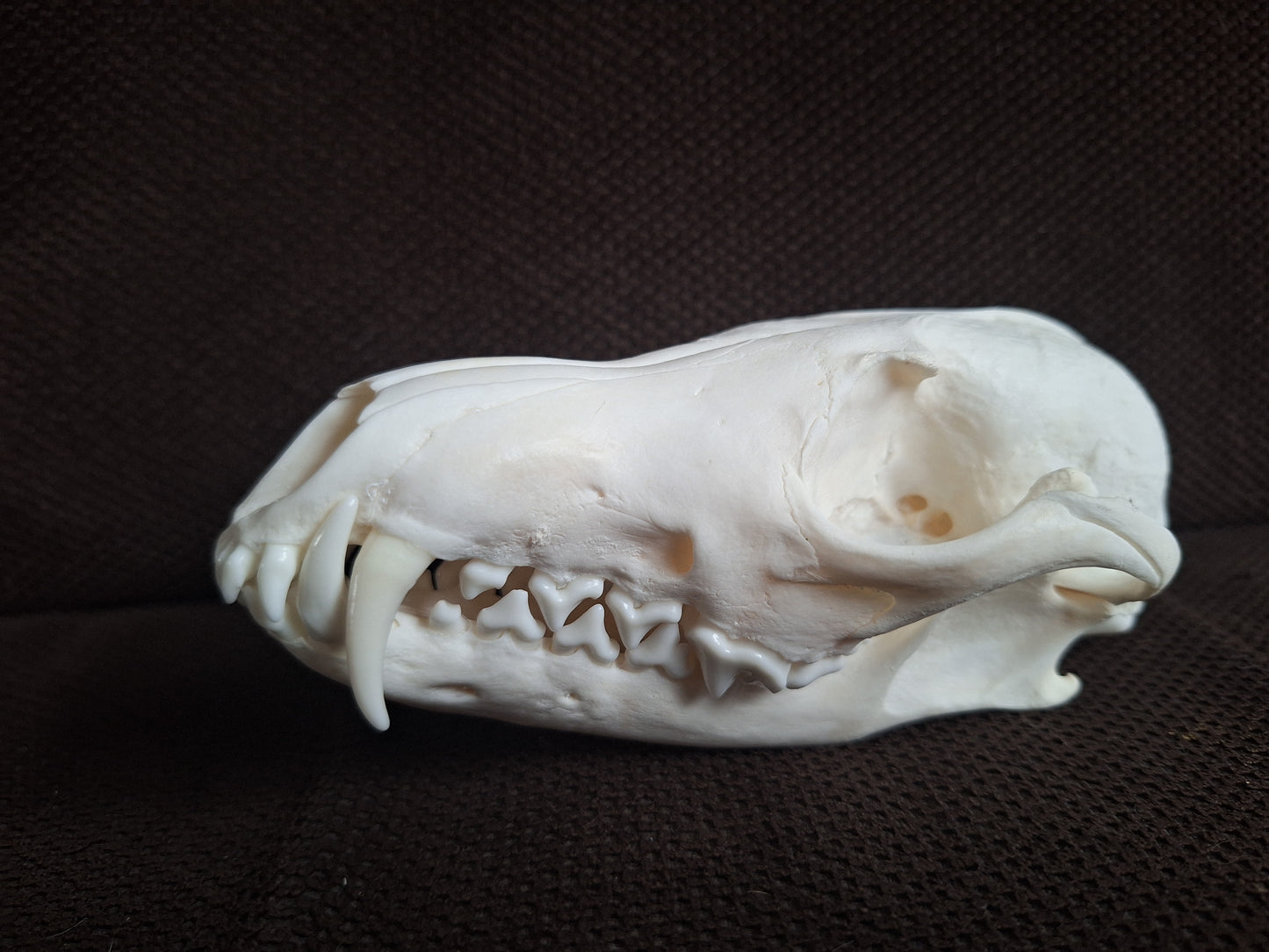Fox skull #25
