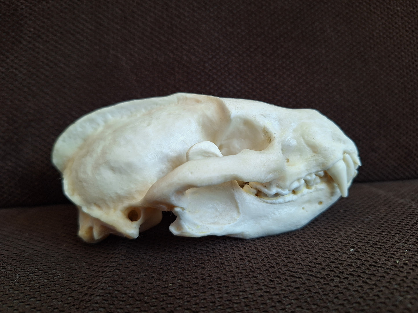 Badger skull #10