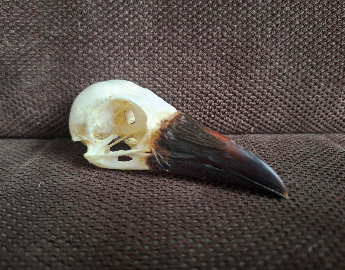Crow skull #36
