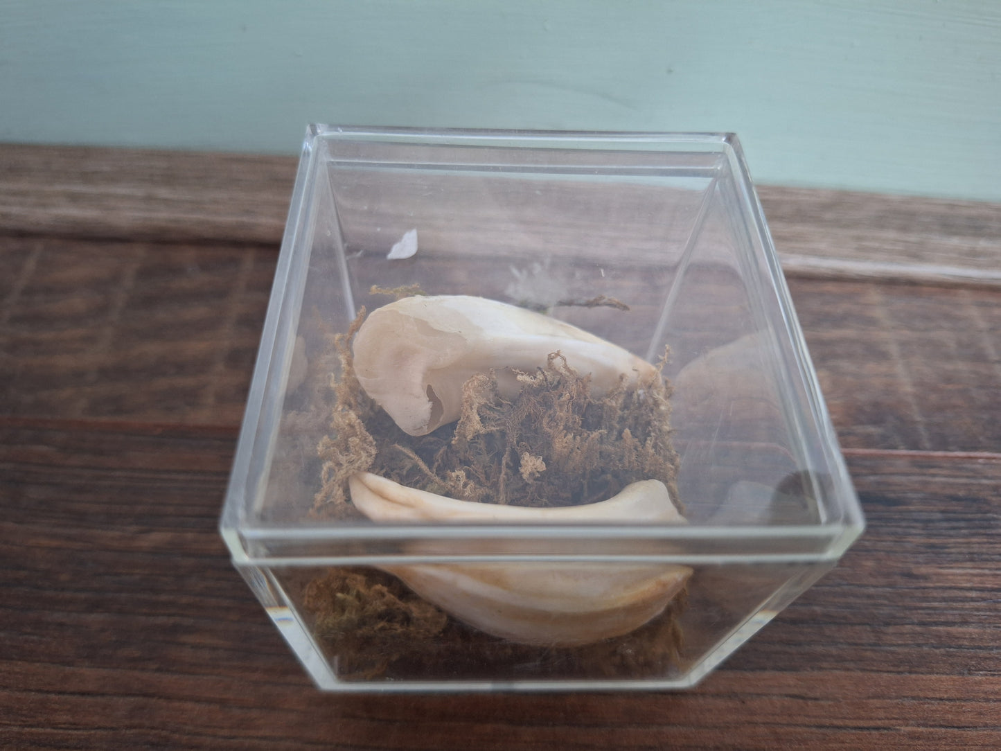 Wild boar upper jaw tusks in display cube