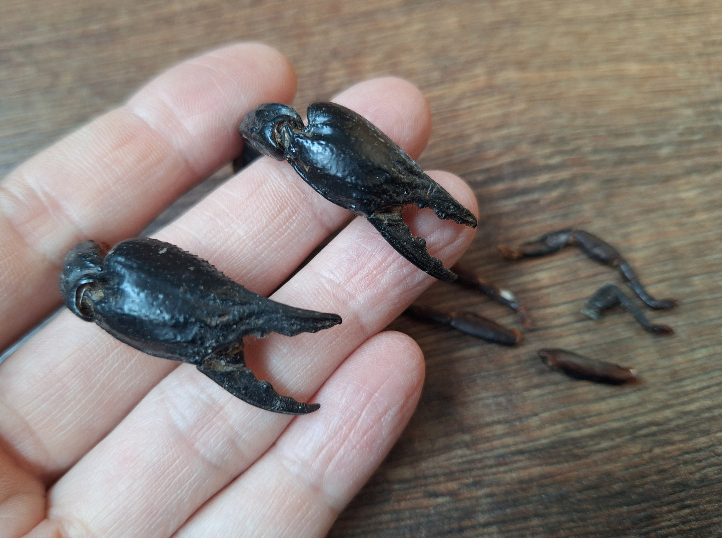 Scorpion claws in glass jar