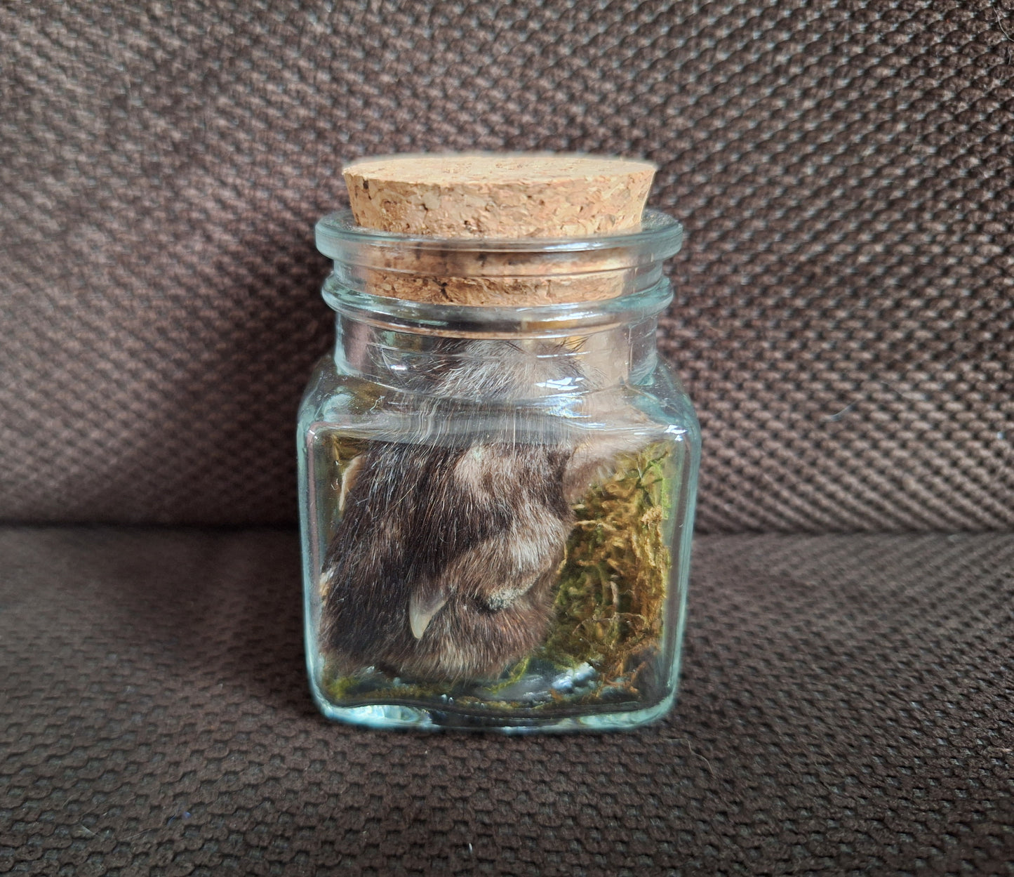 Fox paws, B-quality, in glass jar