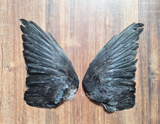 Jackdaw set of wings #8