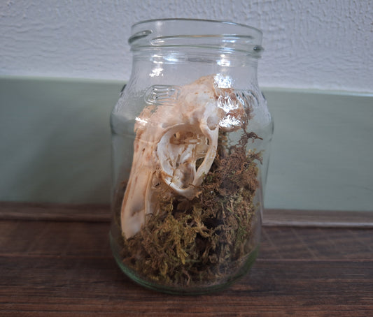 Rabbit skull, B-quality, in glass jar