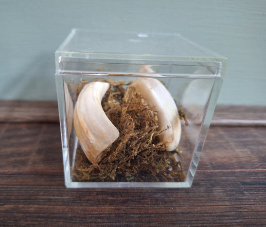 Wild boar upper jaw tusks in display cube