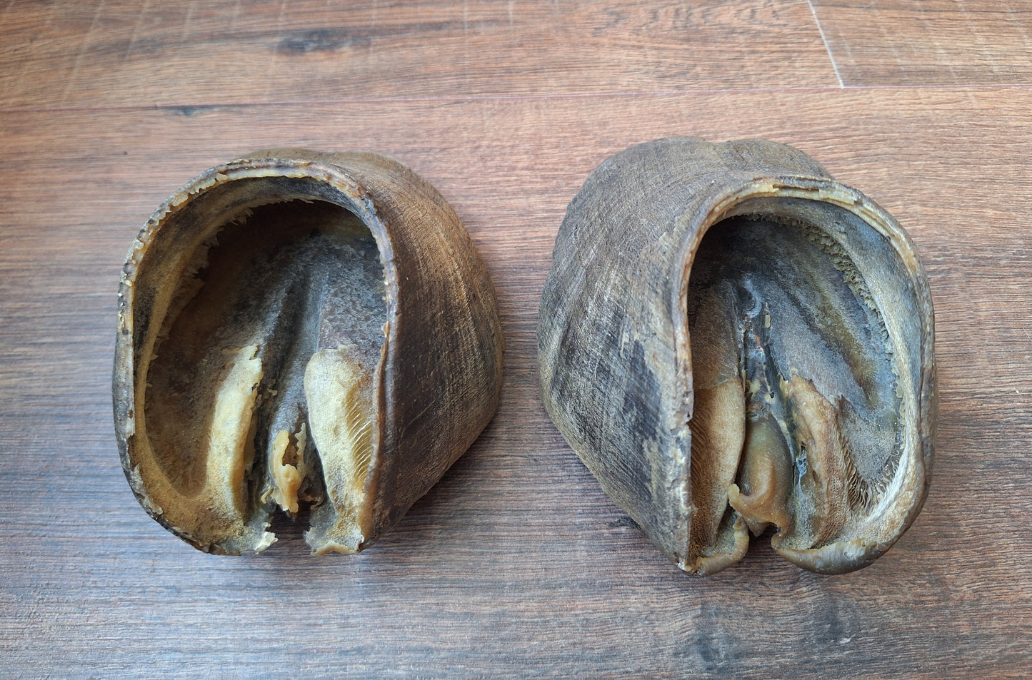 Horse hooves