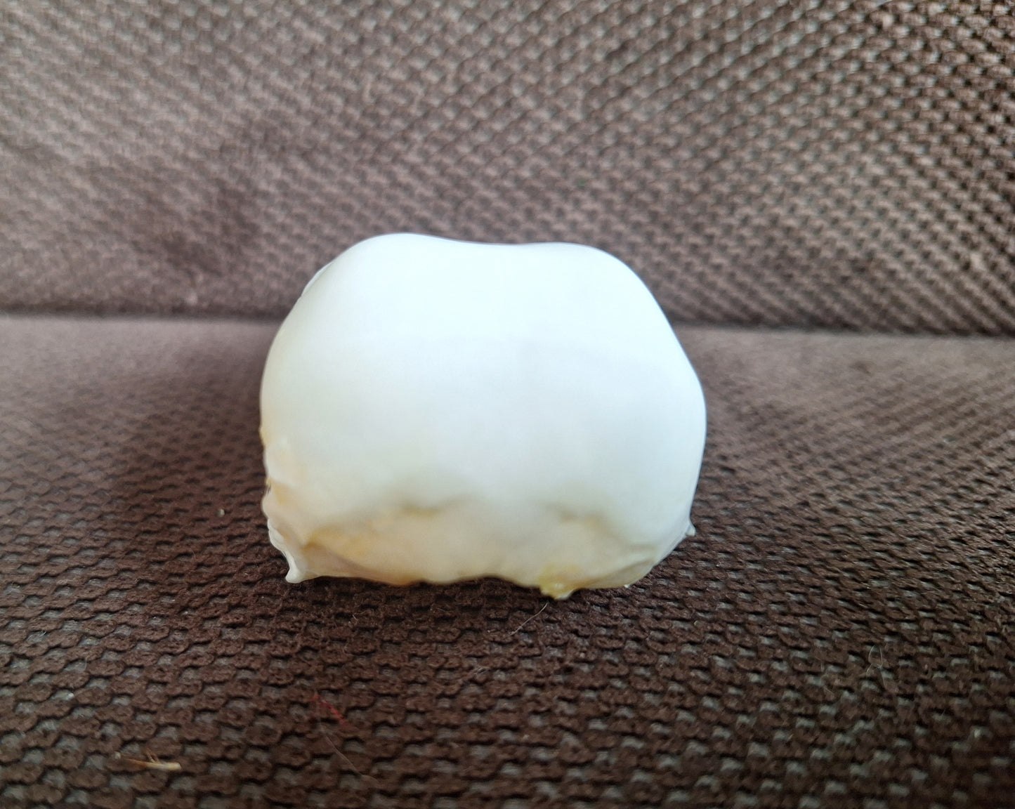 Crow skull #35