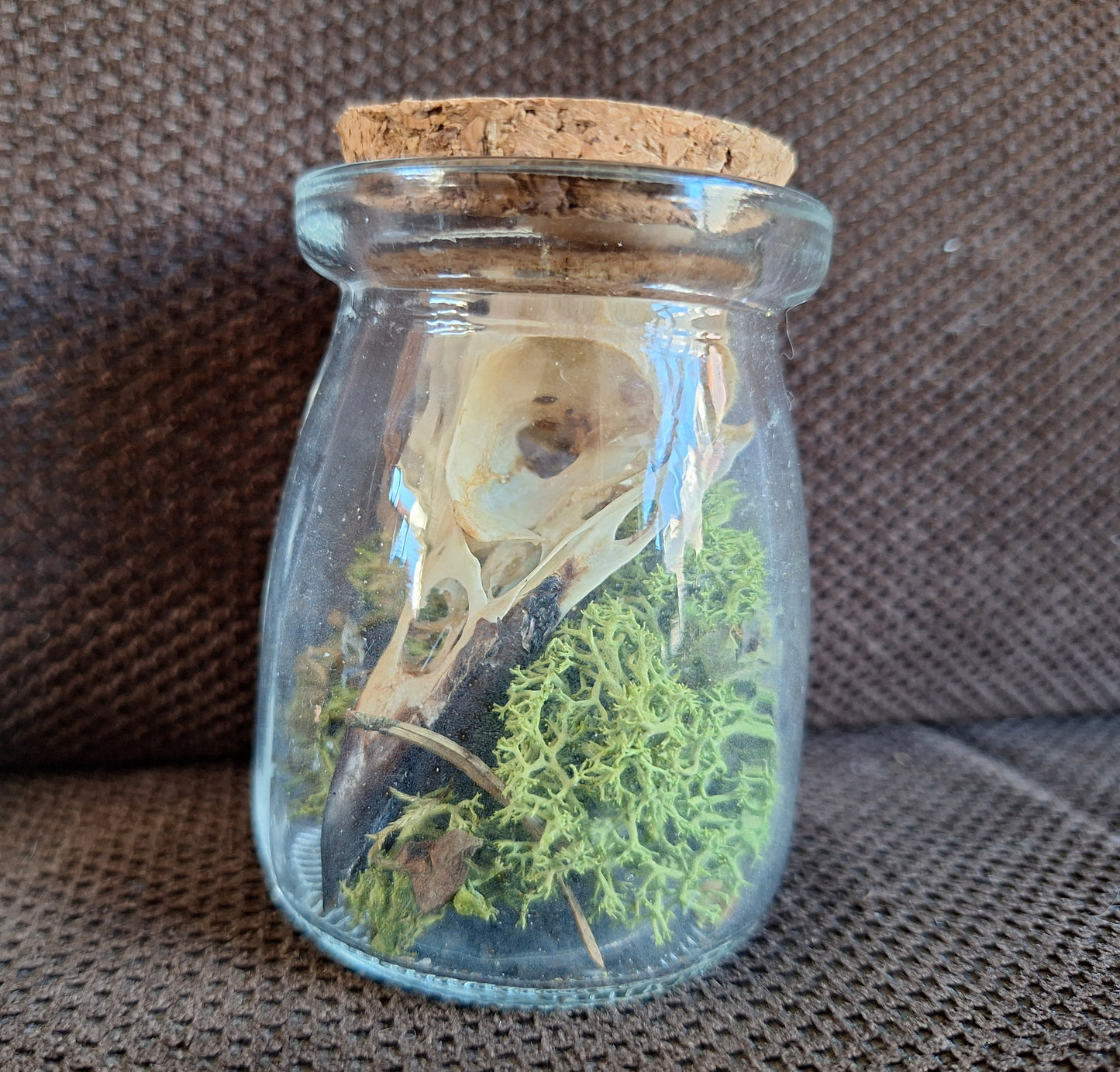 Jackdaw skull in glass jar