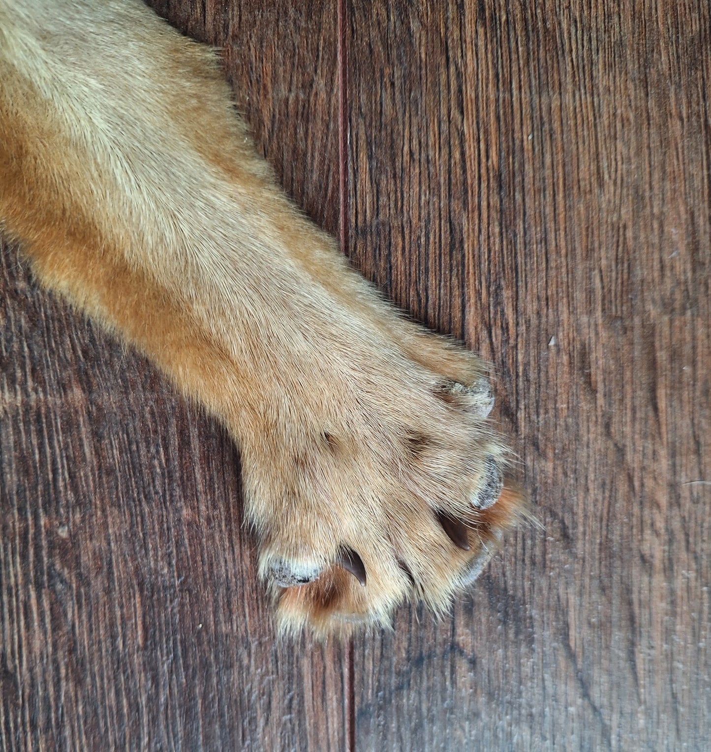 Black-backed jackal hide crafting piece