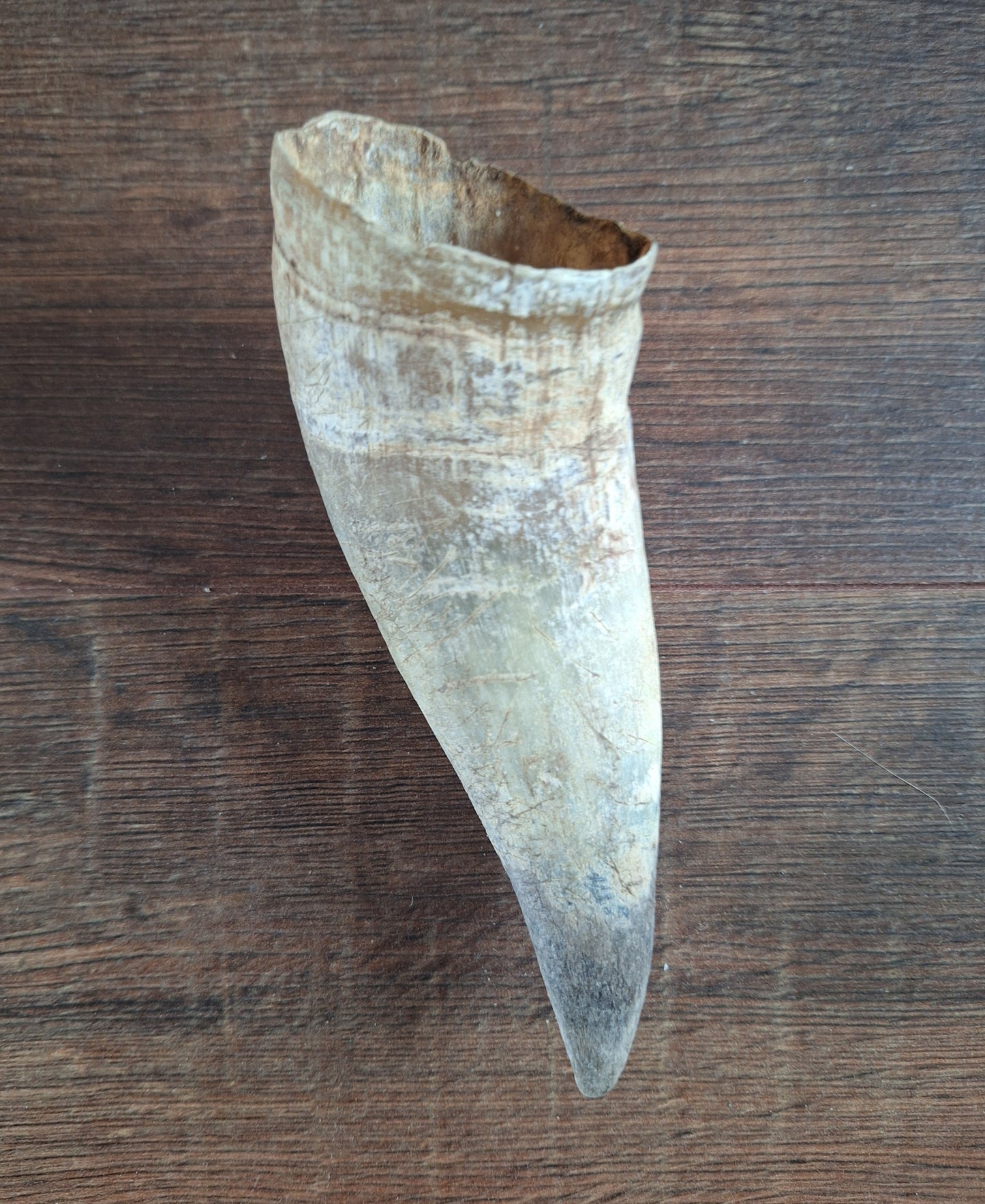 Cow horns