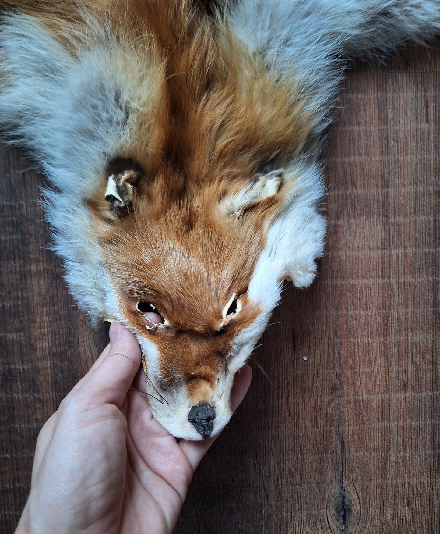 Red fox hide #28, B-quality