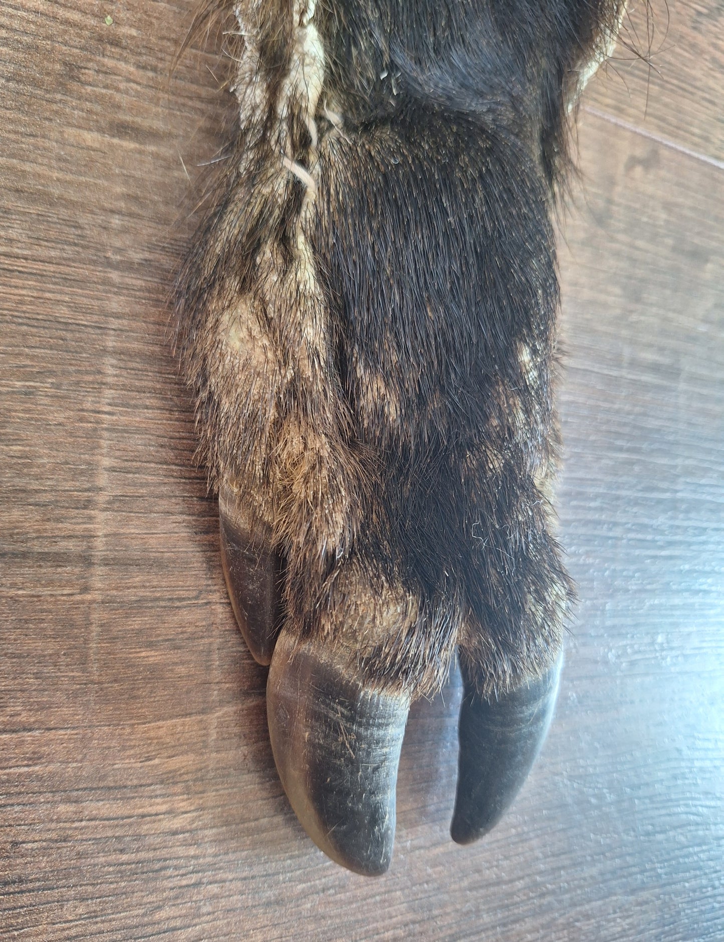 Wild boar lower leg hide, B-quality