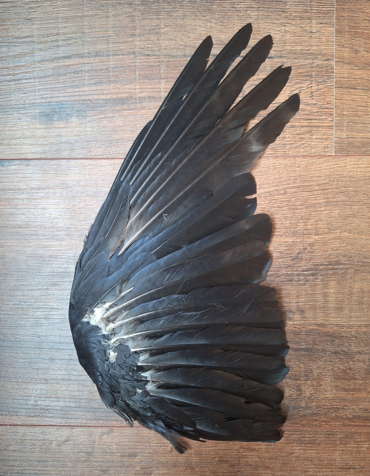 Crow single wing #47, B-quality