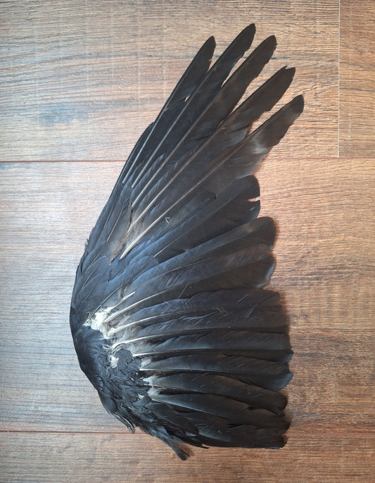 Crow single wing #47, B-quality