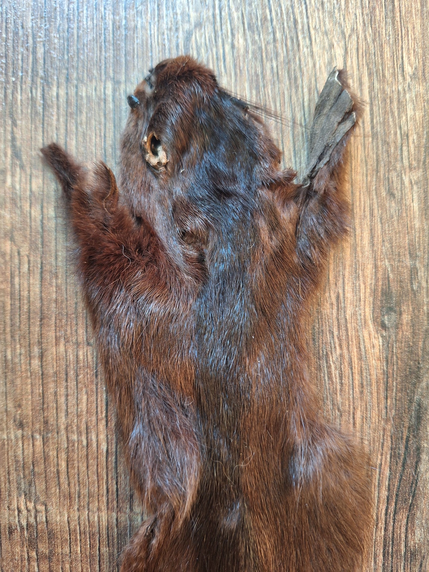 Squirrel hide #4, B-quality
