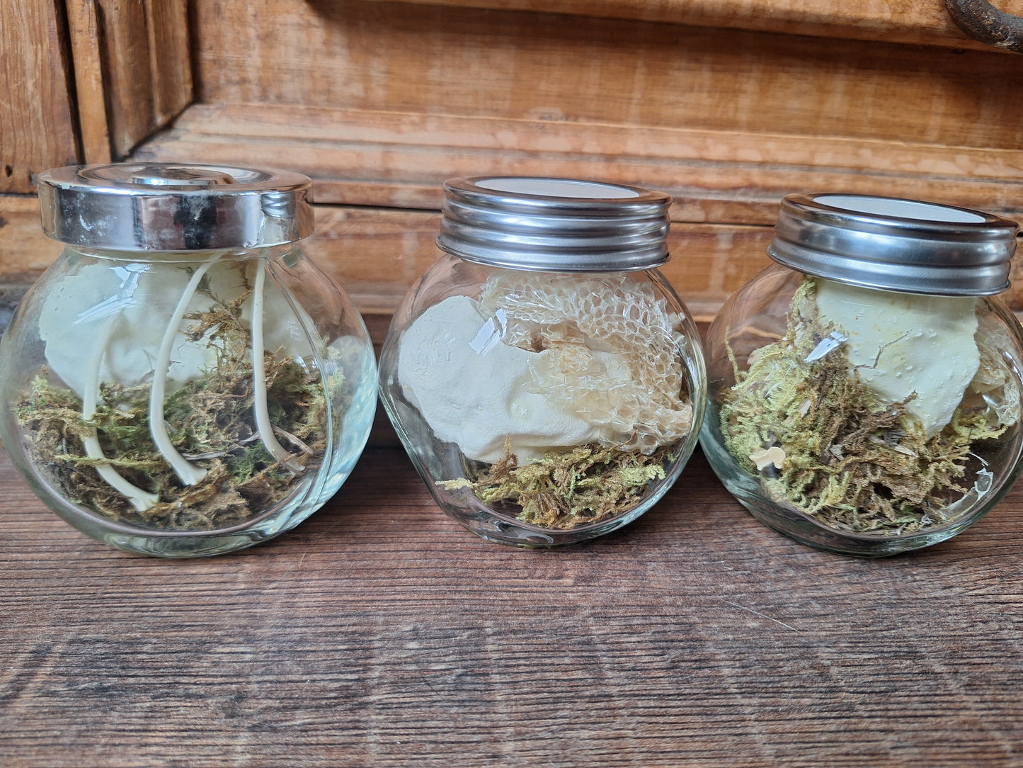 Snake set in glass jar
