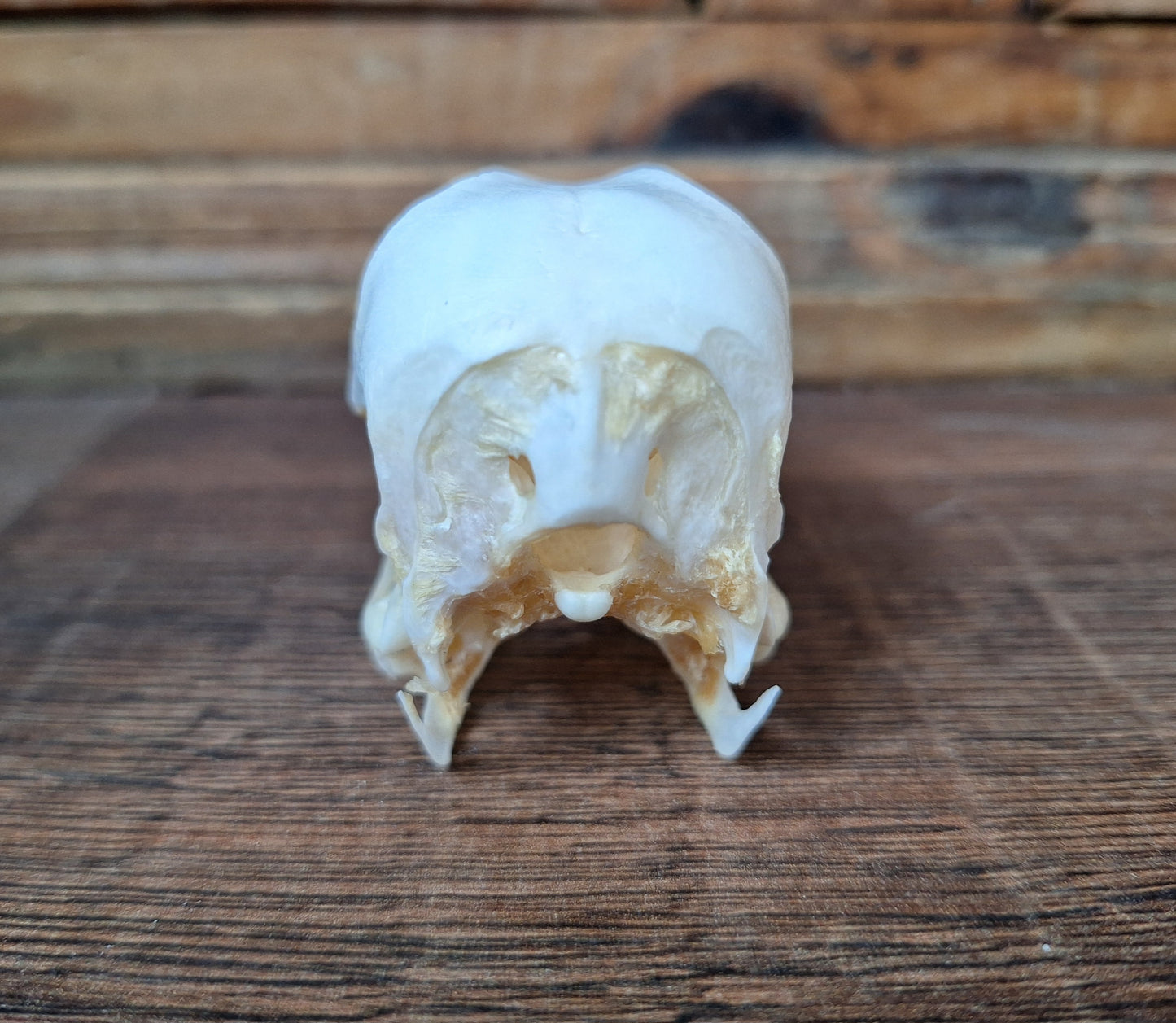 Grey goose skull