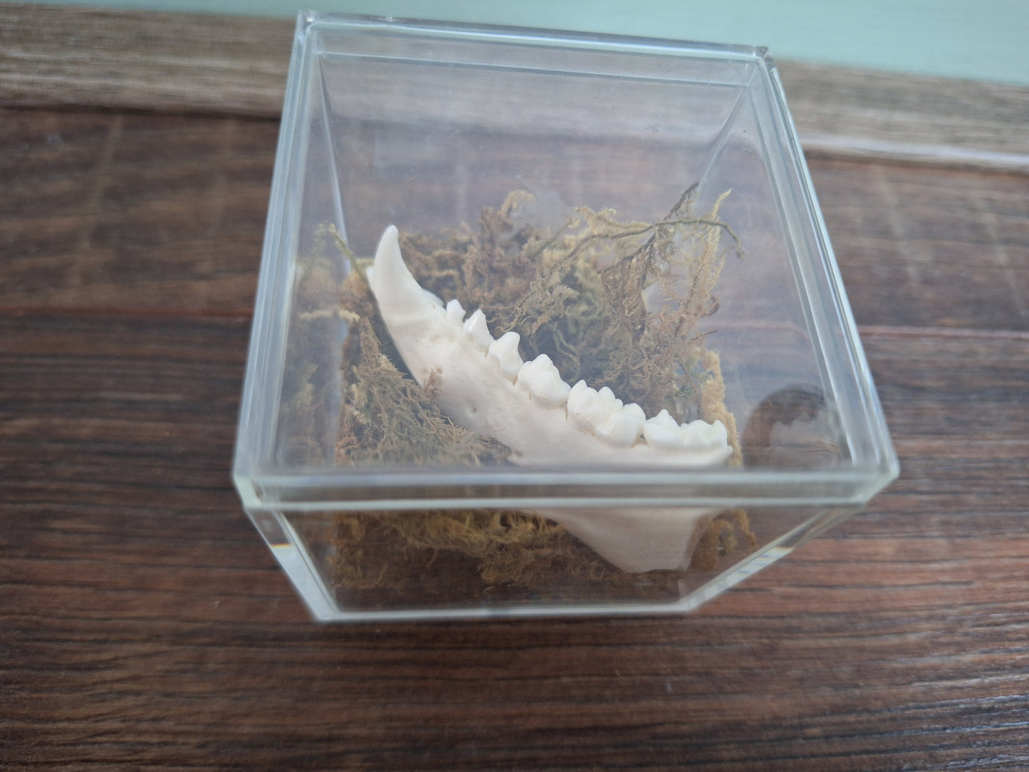 Fox lower jaw piece in display cube