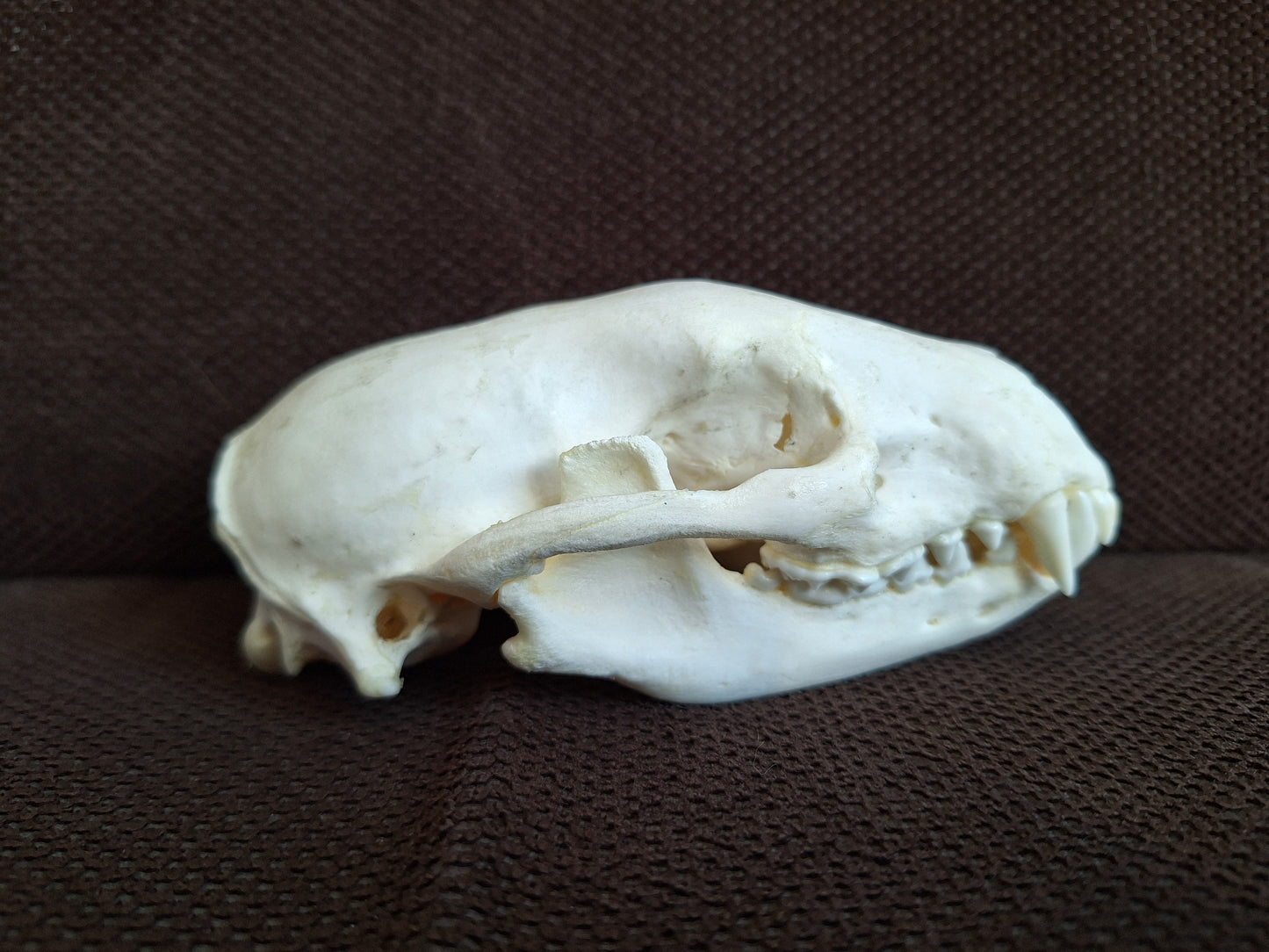 Raccoon skull #1