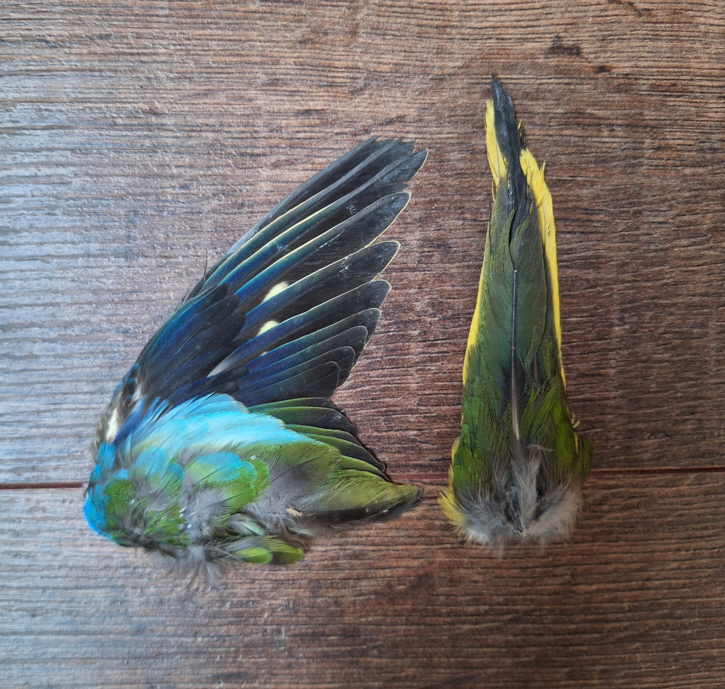Parakeet single wing and tail, B-quality