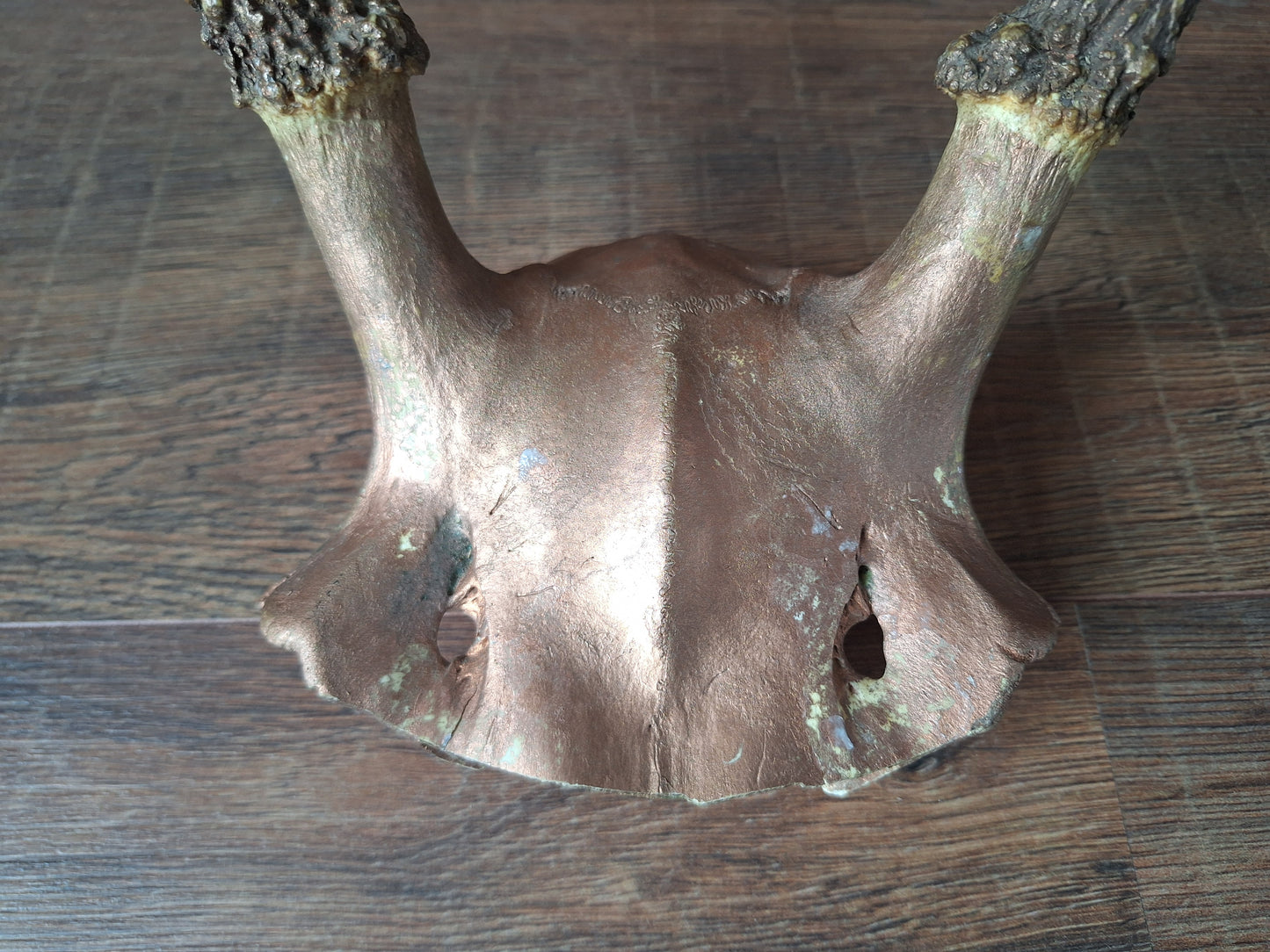 Red deer skull cap, B-quality