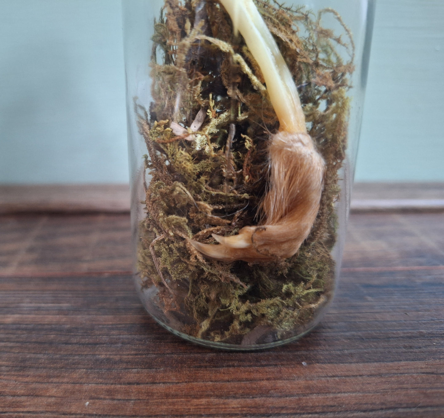 Musk rat legs in glass bottle